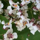 Blüten der Catalpa