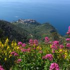 Blüten der Cinque Terre
