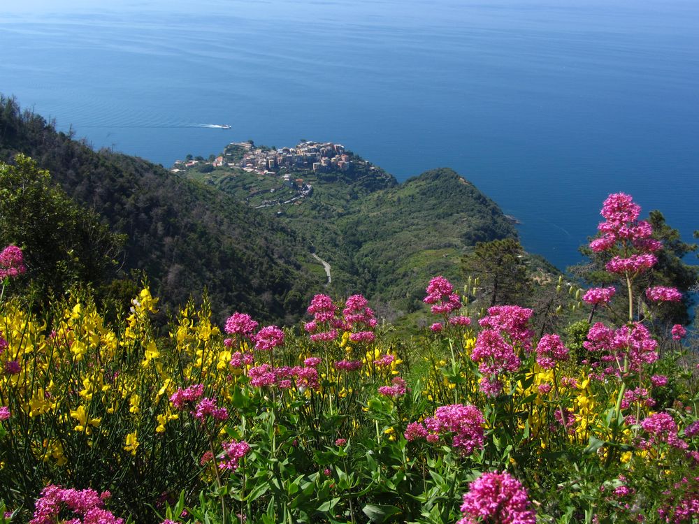 Blüten der Cinque Terre