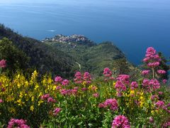 Blüten der Cinque Terre