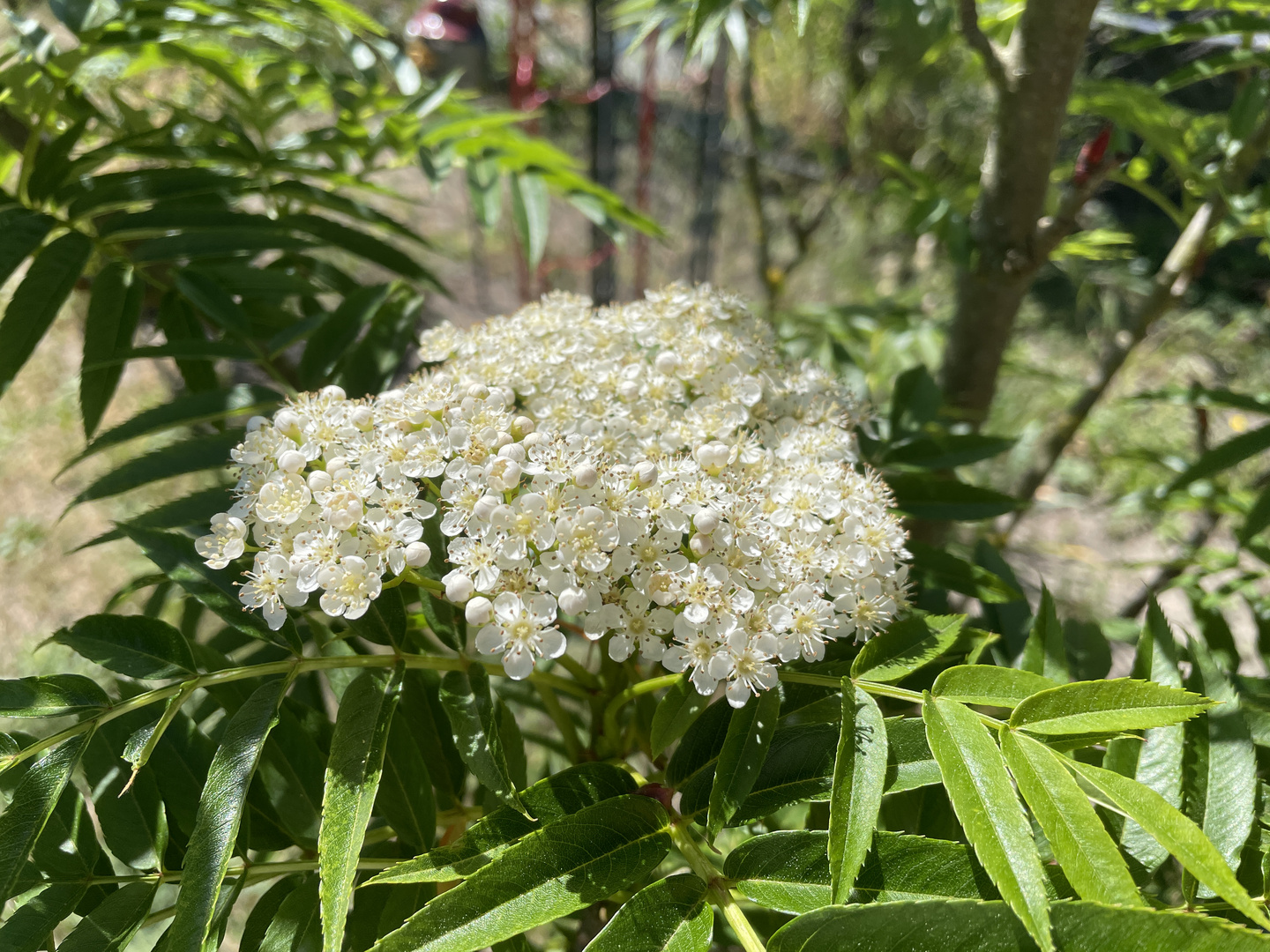 Blüten der Eberesche