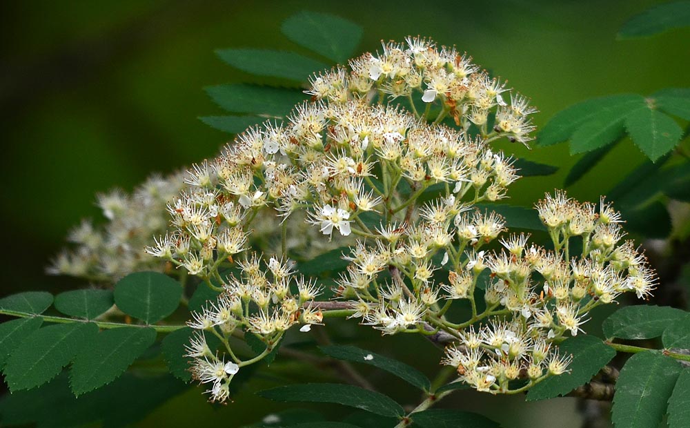 Blüten der Eberesche