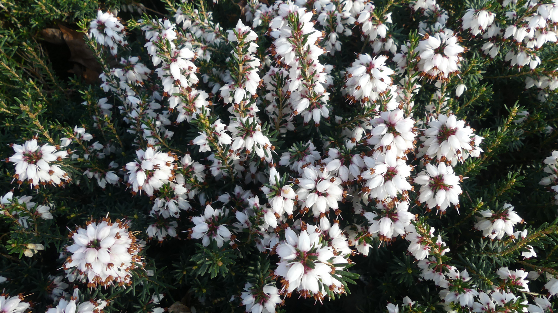 Blüten der Erica carnea ...