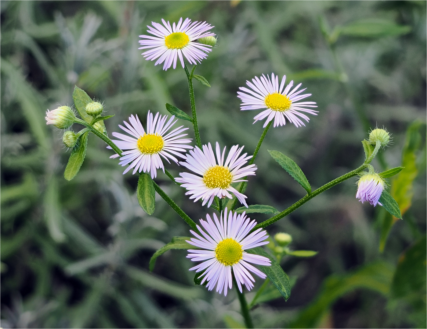 Blüten der Feinstrahlastern  .....