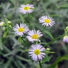 Blüten der Feinstrahlastern  .....