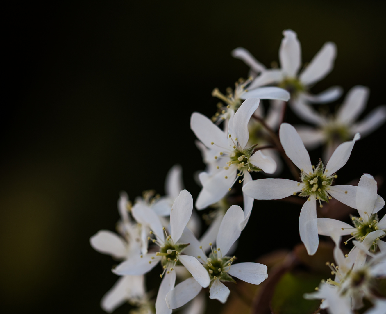 Blüten der Felsenbirne