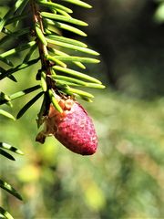 Blüten der Fichte