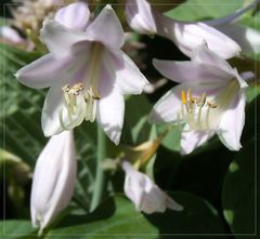 Blüten der Funkie / Hosta