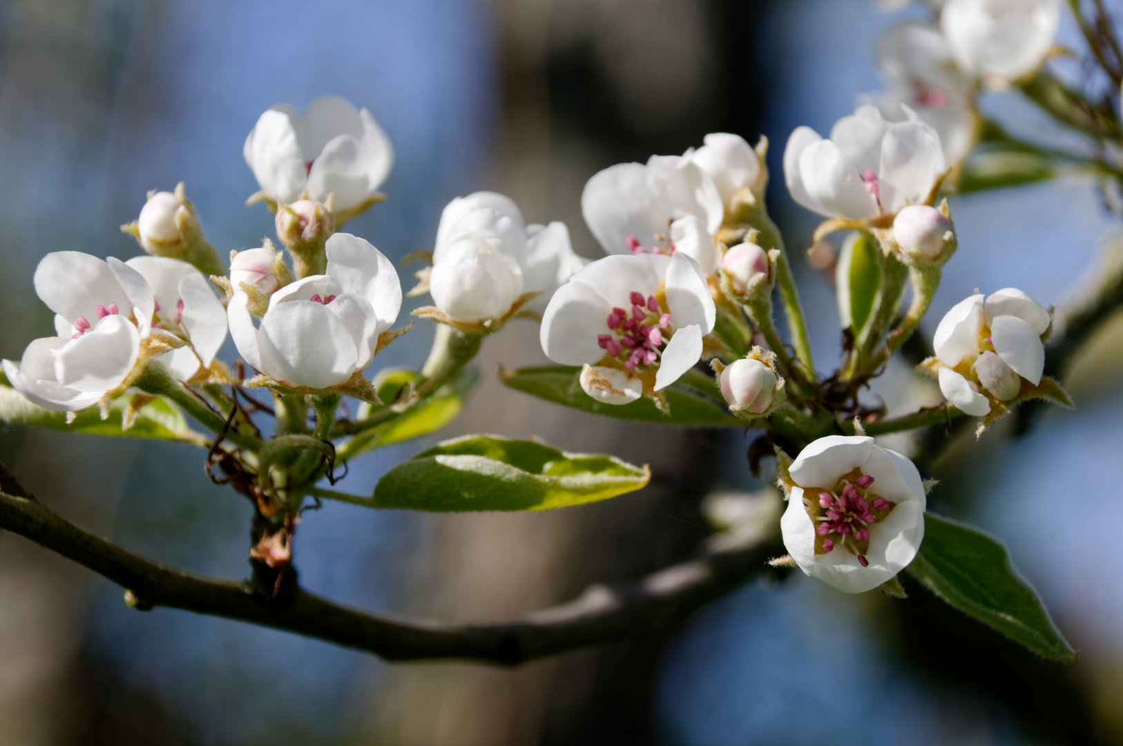 Blüten der Gellerts Butterbirne