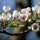 Blüten der Gellerts Butterbirne