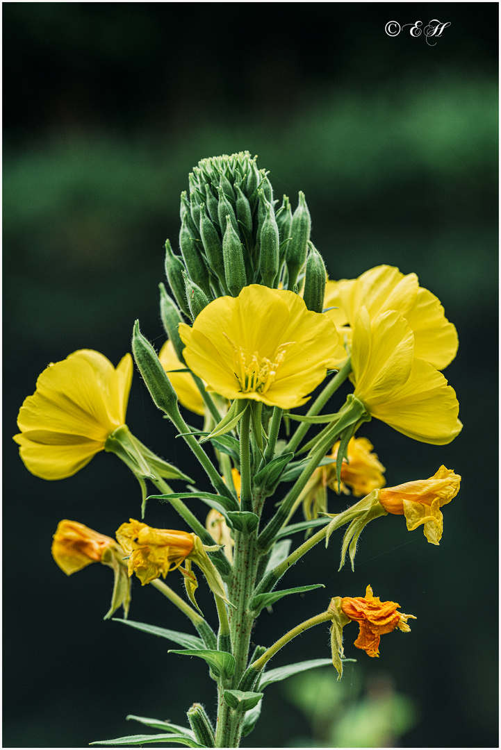 Blüten der gemeinen Nachtkerze