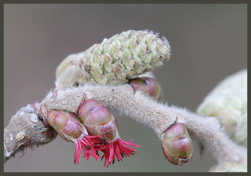 Blüten der Hasel