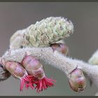 Blüten der Hasel