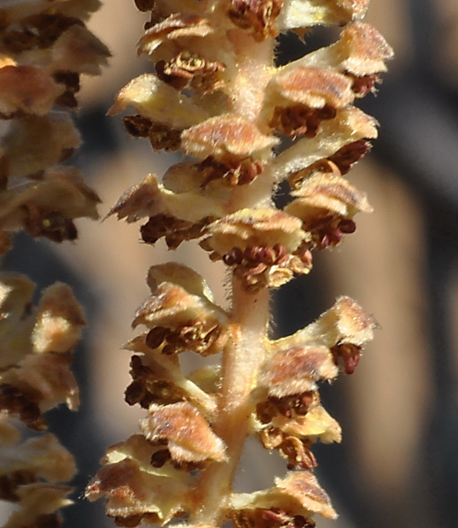 Blüten der Haselnuss, Corylus avellana