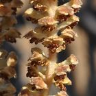 Blüten der Haselnuss, Corylus avellana