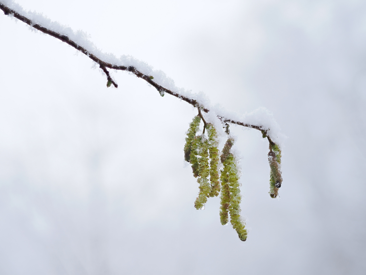 Blüten der Haselnuss