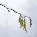 Blüten der Haselnuss