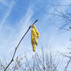 Blüten der Haselnuss-Staude