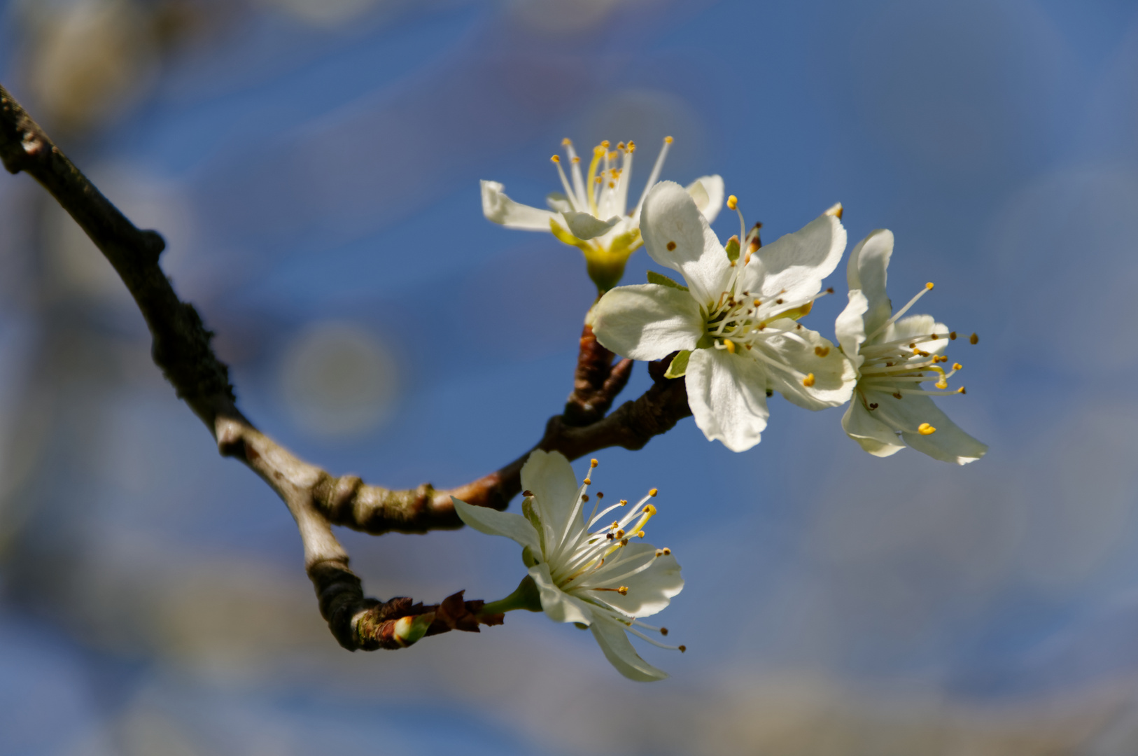 Blüten der Hauszwetschge