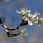 Blüten der Hauszwetschge