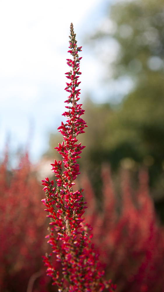 Blüten der Heide