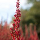 Blüten der Heide