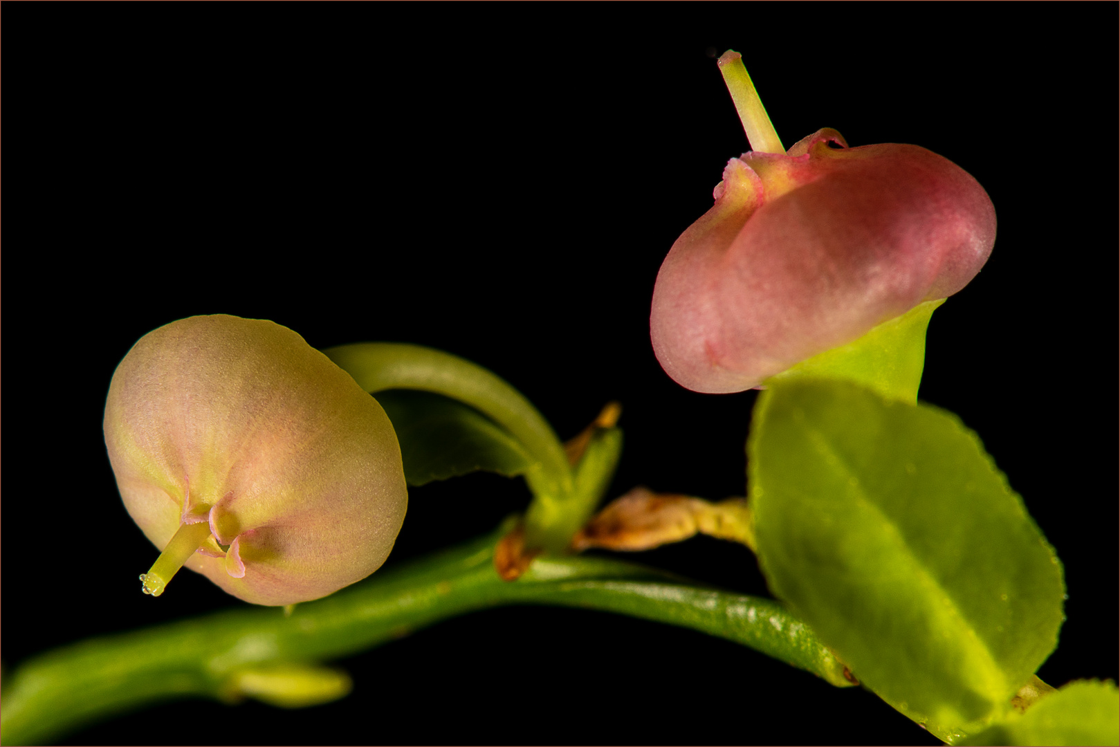 Blüten der Heidelbeere