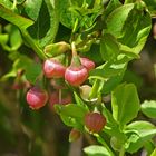 Blüten der Heidelbeeren