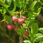 Blüten der Heidelbeeren