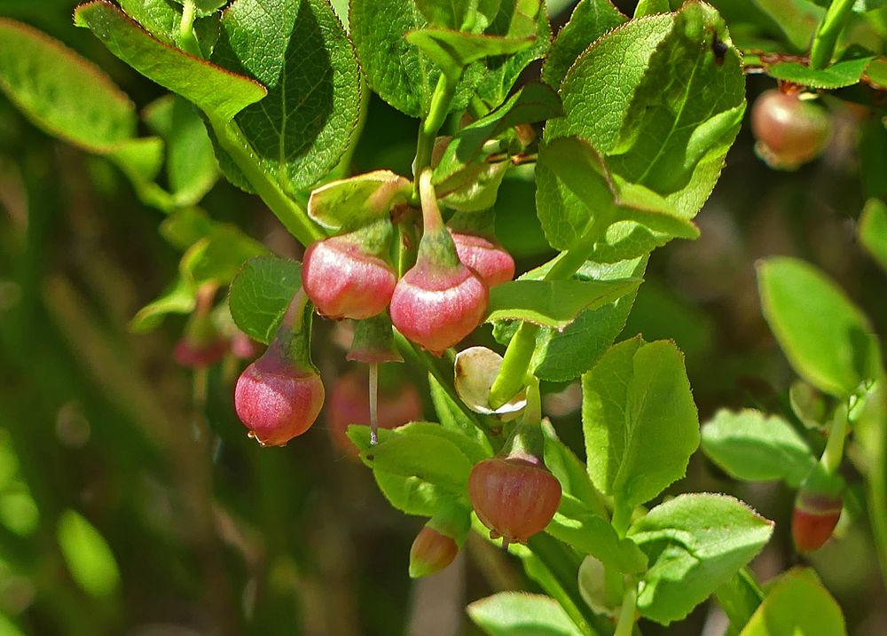 Blüten der Heidelbeeren