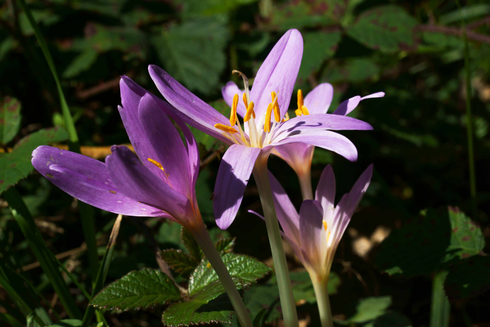 Blüten der Herbstzeitlosen auf der Wiese