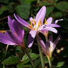 Blüten der Herbstzeitlosen auf der Wiese