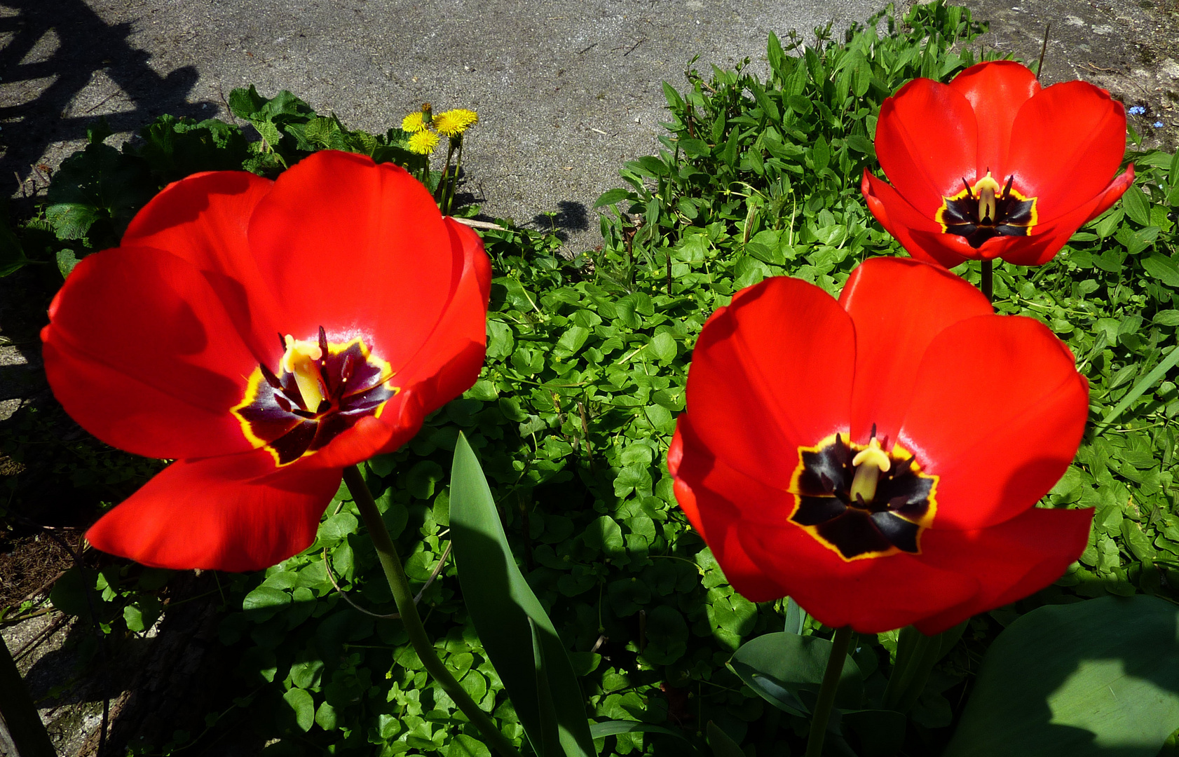 Blüten der Hoffnung