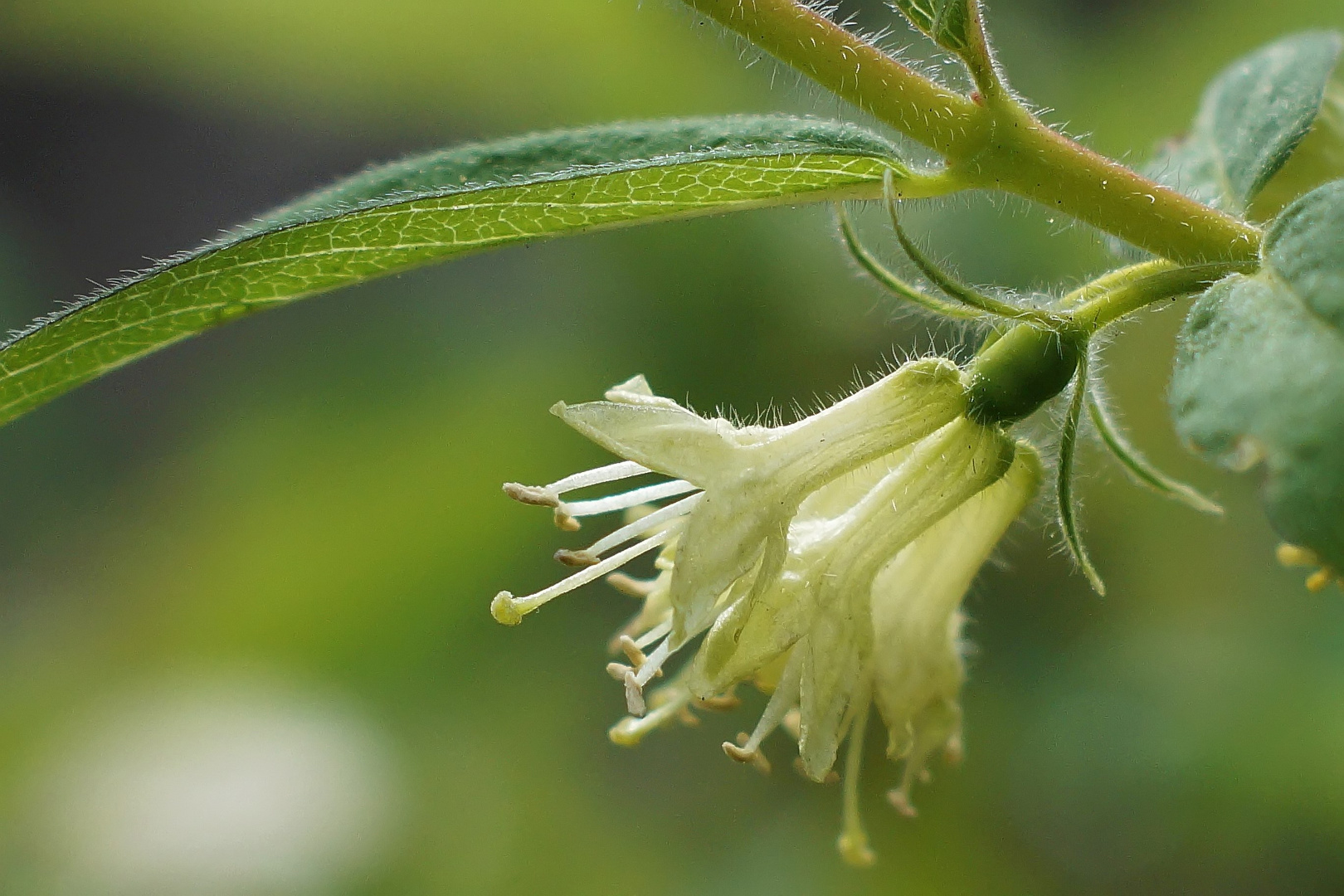 Blüten der Honigbeere