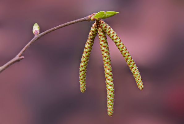Blüten der Hopfenbuche....