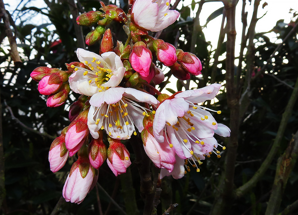 Blüten der Japanische Zierkirsche