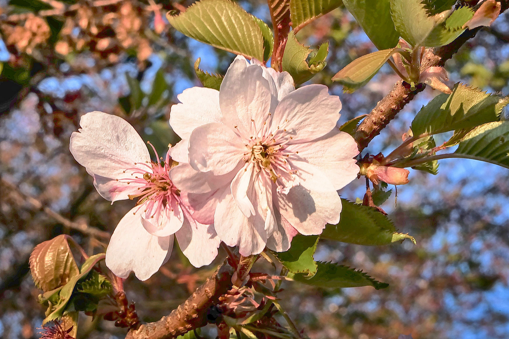 Blüten der japanischen Zierkirsche