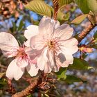 Blüten der japanischen Zierkirsche