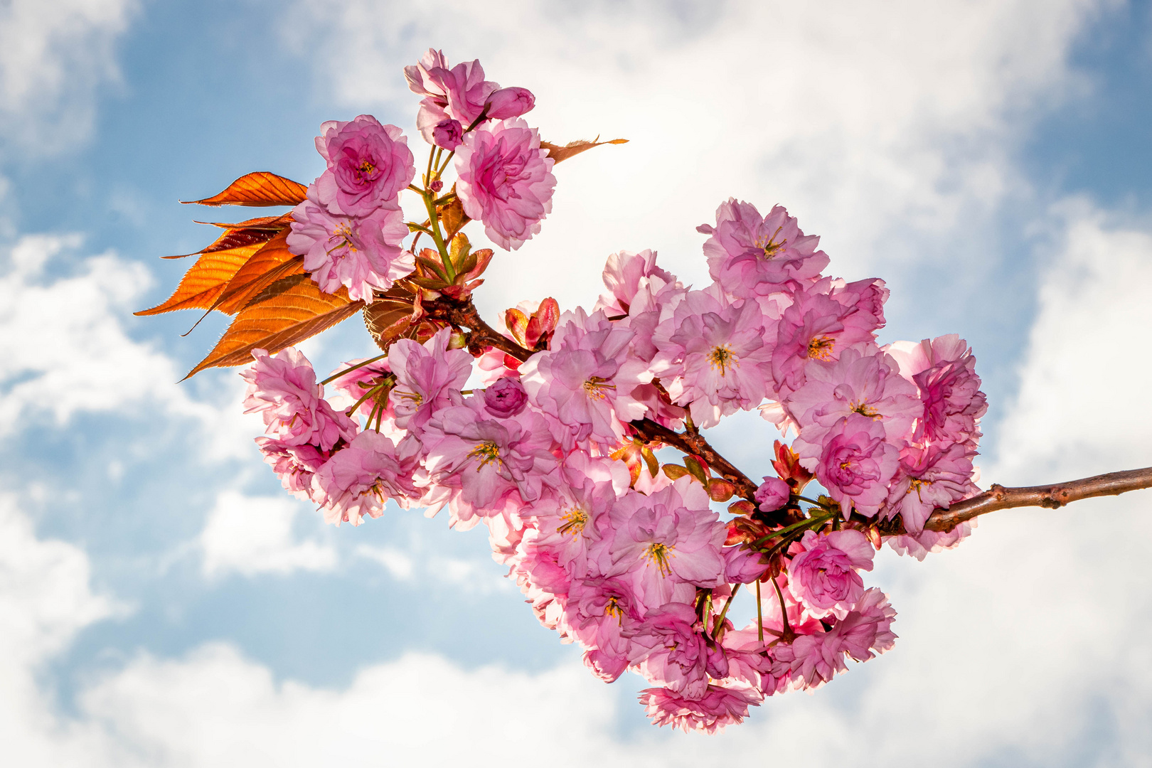 Blüten der Japanischen Zierkirsche 