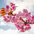 Blüten der Japanischen Zierkirsche 
