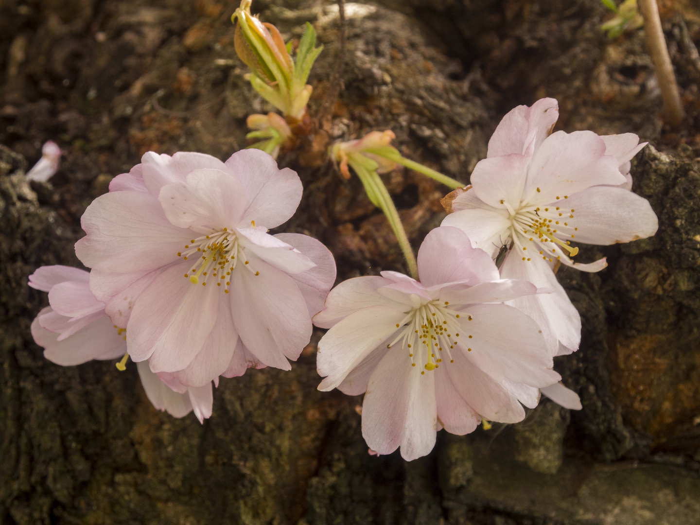 Blüten der Japanischen Zierkirsche