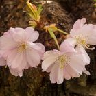 Blüten der Japanischen Zierkirsche