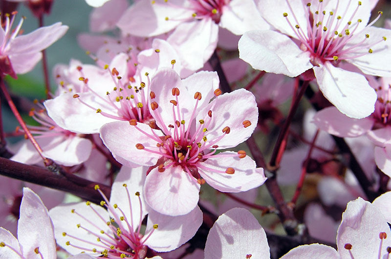 Blüten der Japanischen Zierpflaume