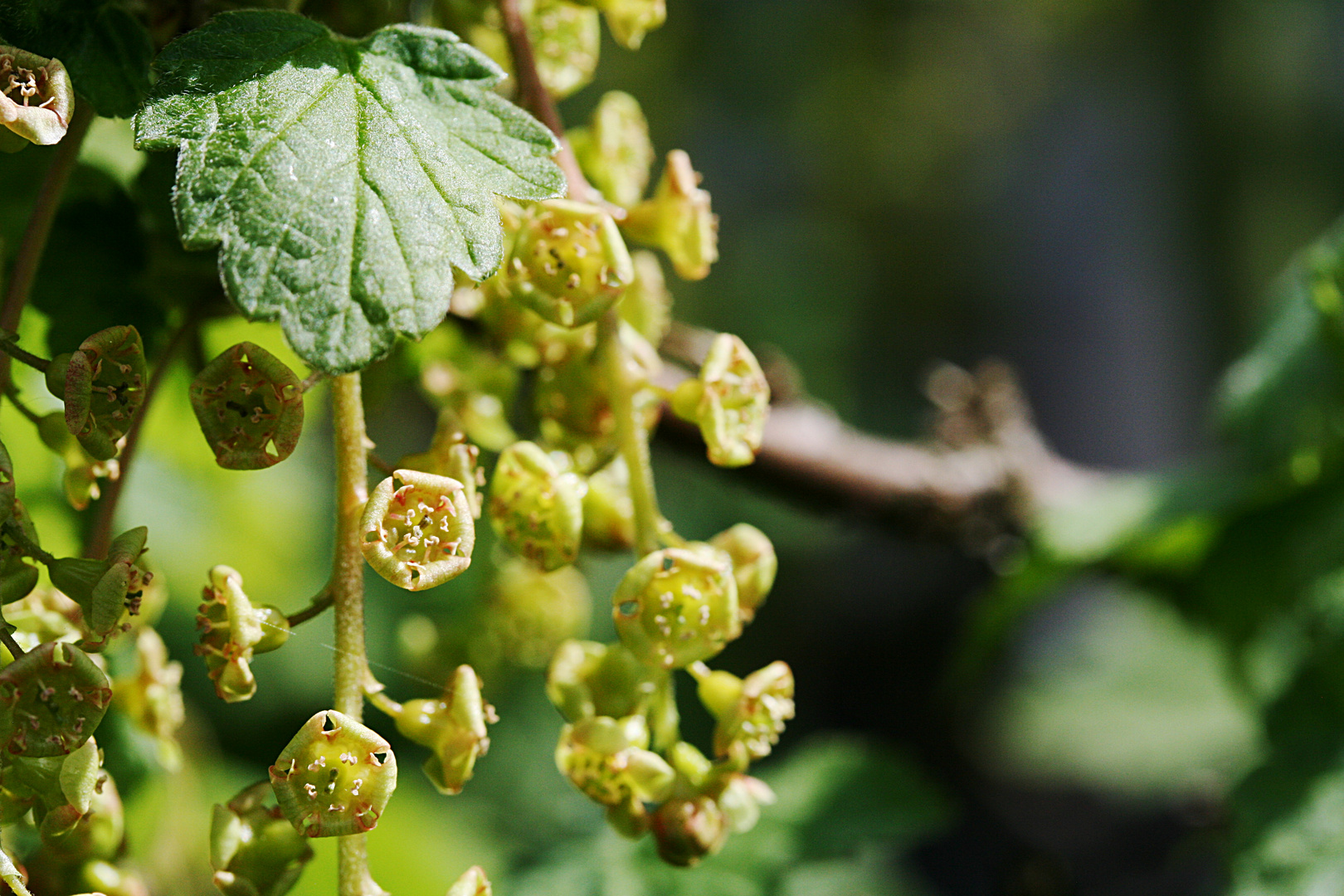 Blüten der Johannisbeere