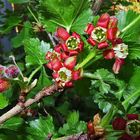 Blüten der Josta-Beere