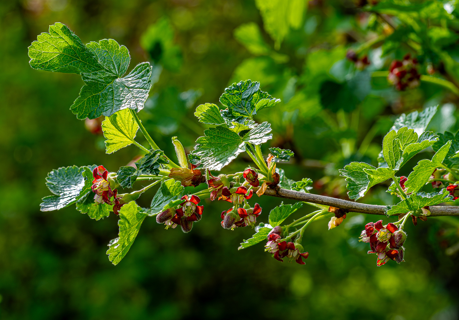 Blüten der Jostabeere