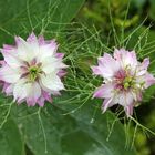 Blüten der Jungfer im Grünen -Nigella damascena-