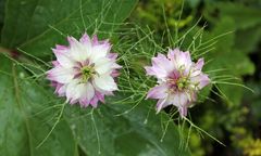 Blüten der Jungfer im Grünen -Nigella damascena-