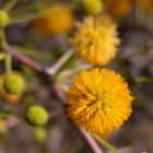 Blüten der Kalahari