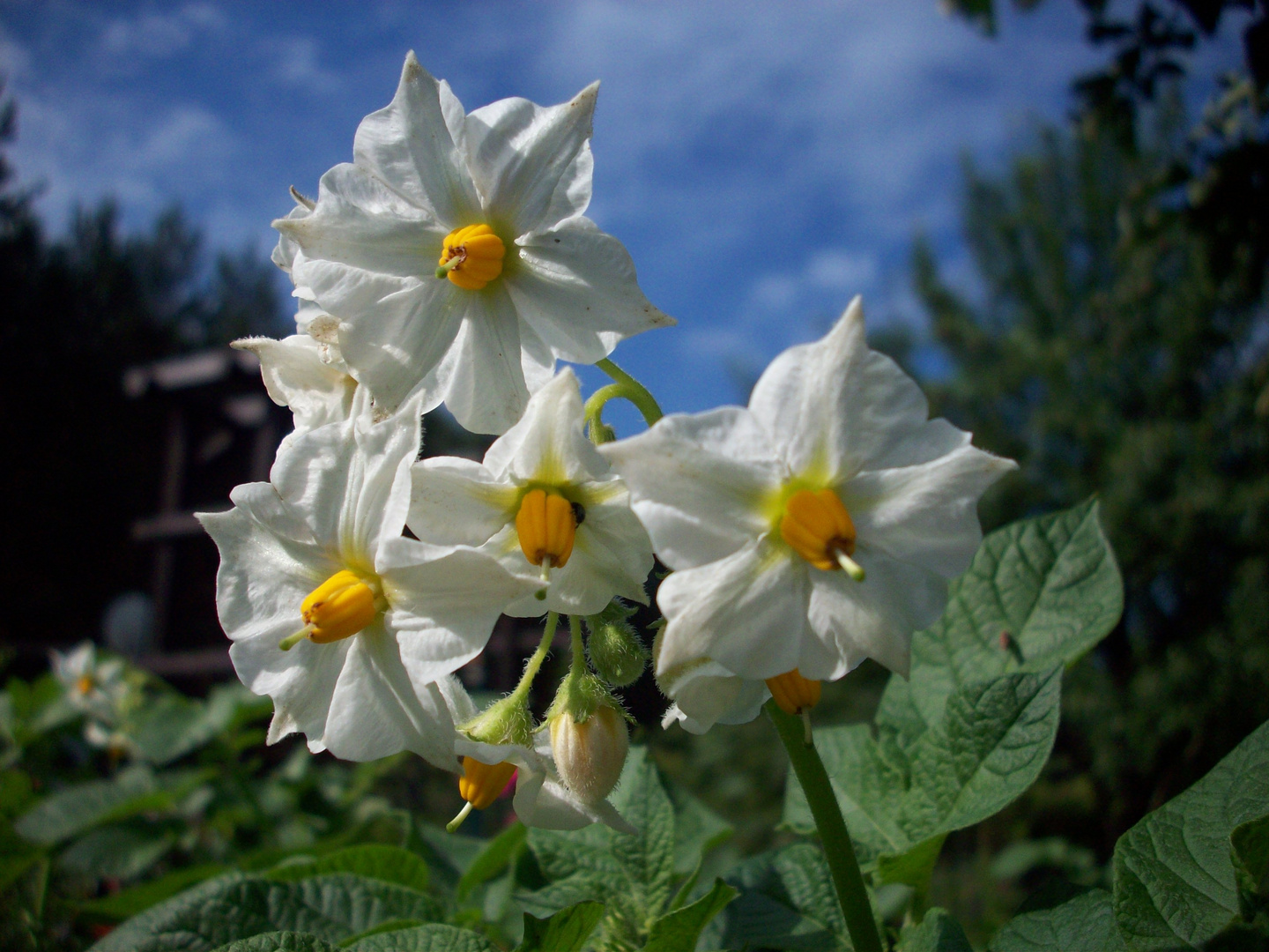 Blüten der Kartoffel